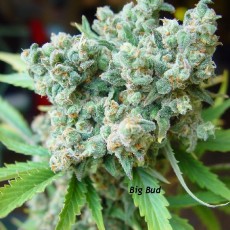 Big Bud - Cannabisshop Willie Wortel's Sinsemilla