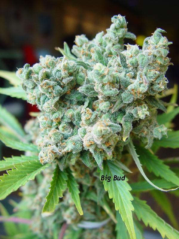 Big Bud - Cannabisshop Willie Wortel's Sinsemilla