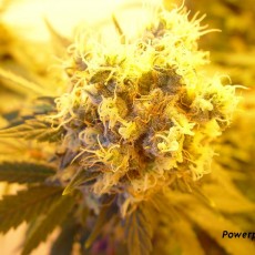 Powerplant - Cannabisshop Willie Wortel's Sinsemilla