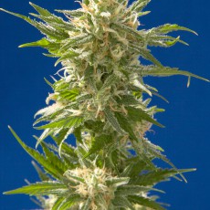 AK female - Spliff Seeds