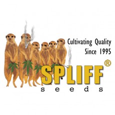 logo_spliff