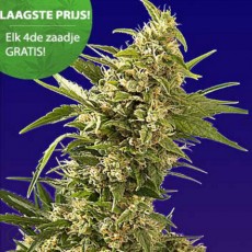 Free Seeds Online