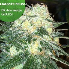 Free Seeds Online