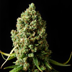 Amnesiac  - Spliff Seeds